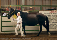 Horse show Peruvian McMinnville 082015 - Friday