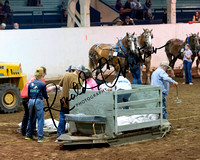 Draft Horse Pulling